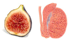 figs and sperm